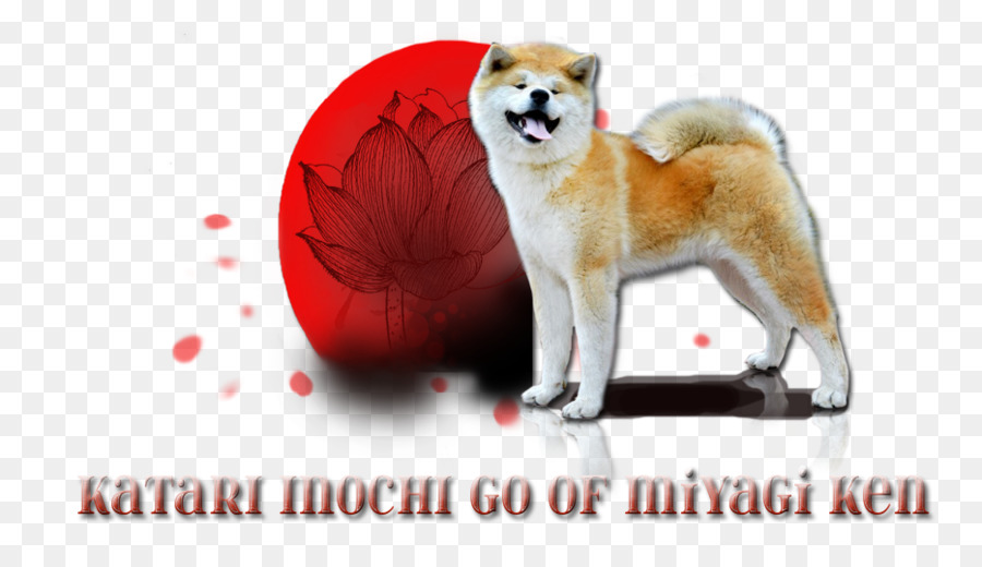 Raça Do Cão，Shiba Inu PNG