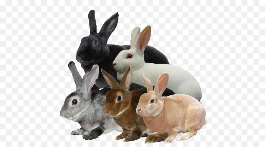 Domestic Coelho，Mini Rex PNG