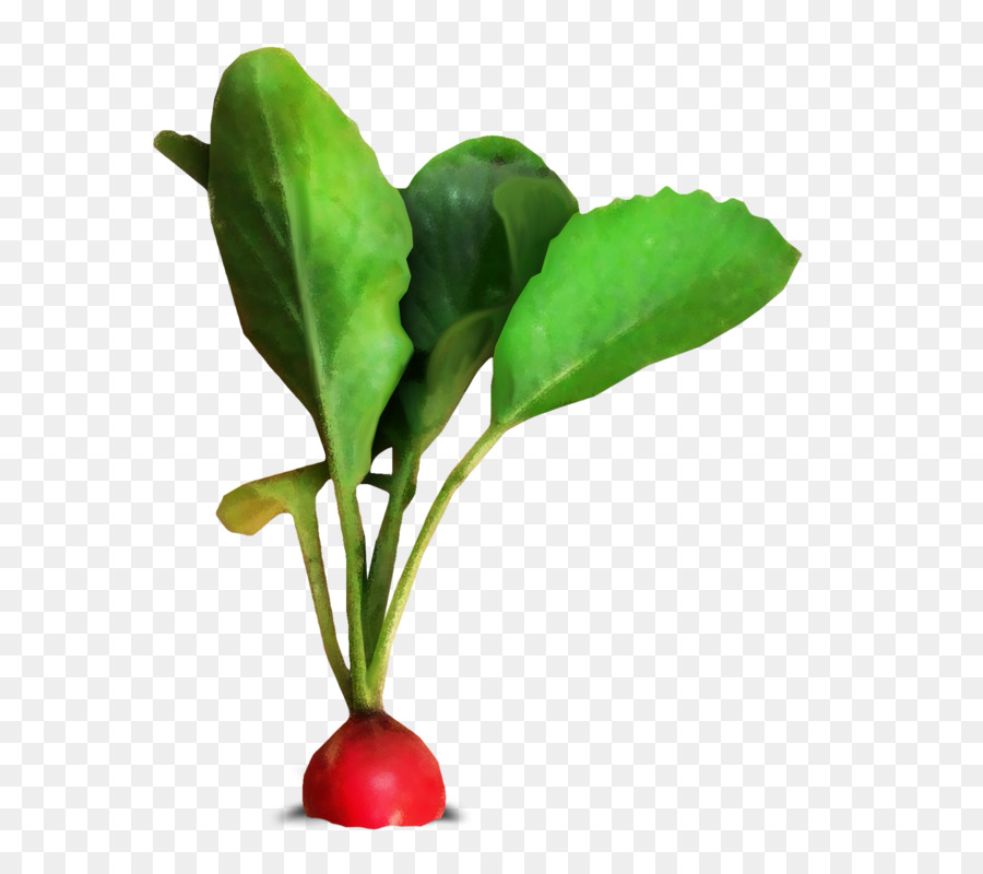 Folha Vegetal，Rabanete PNG