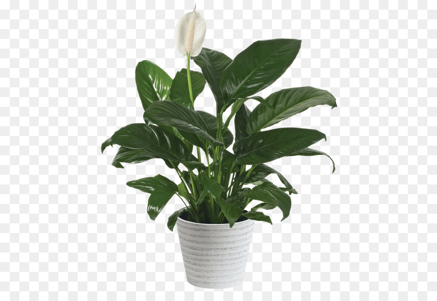 Растения для фотошопа на прозрачном фоне