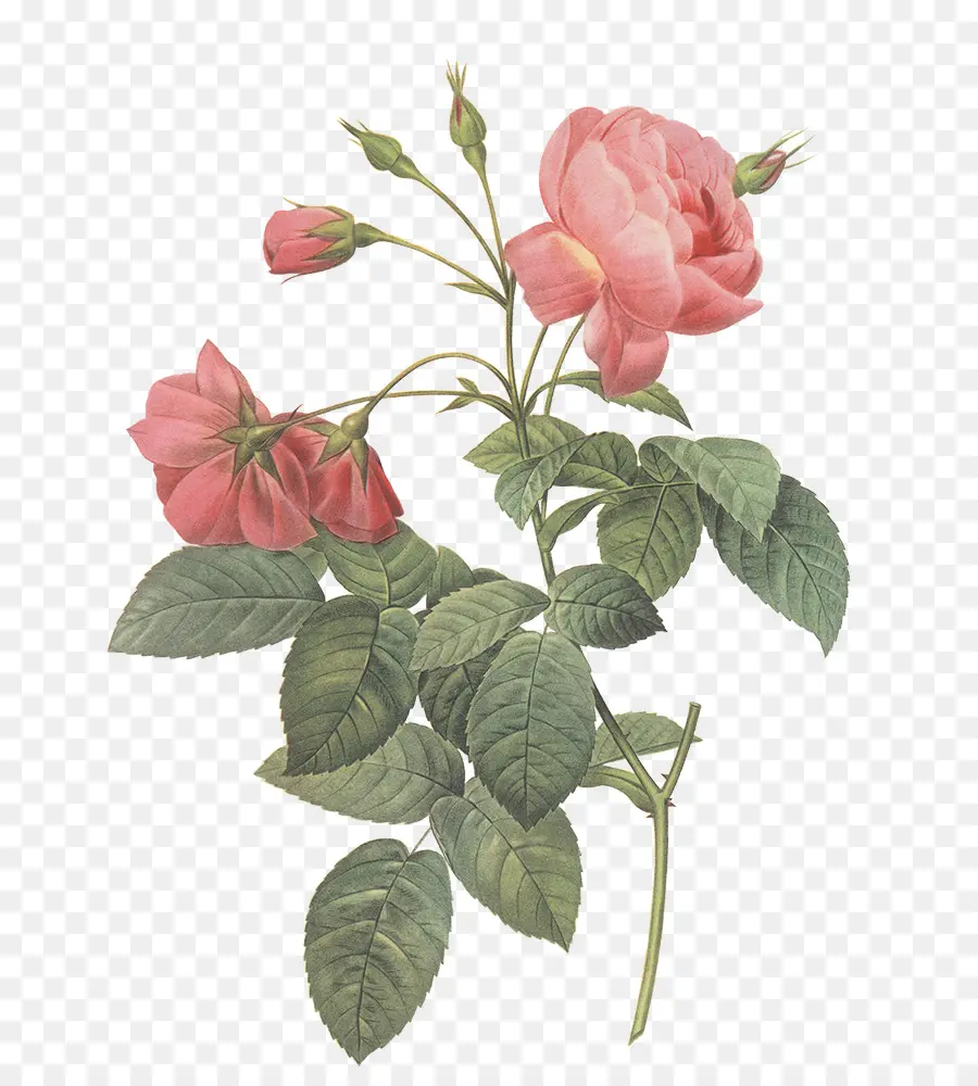 As Rosas，Pierrejoseph Temido 17591840 PNG