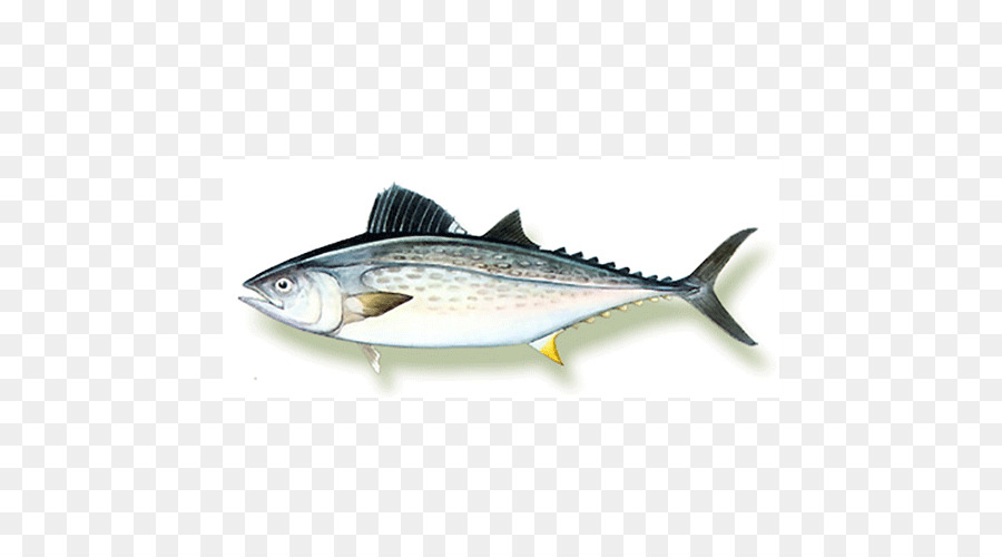 Peixe，Mar PNG