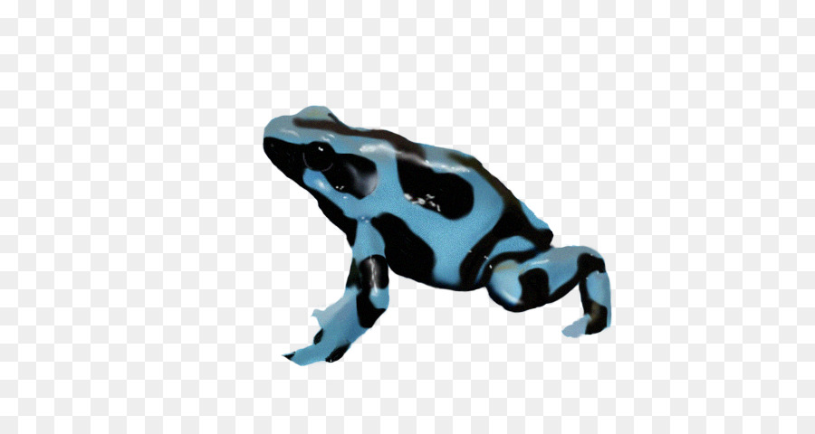 Sapo Dardo Venenoso Azul，Anfíbio PNG