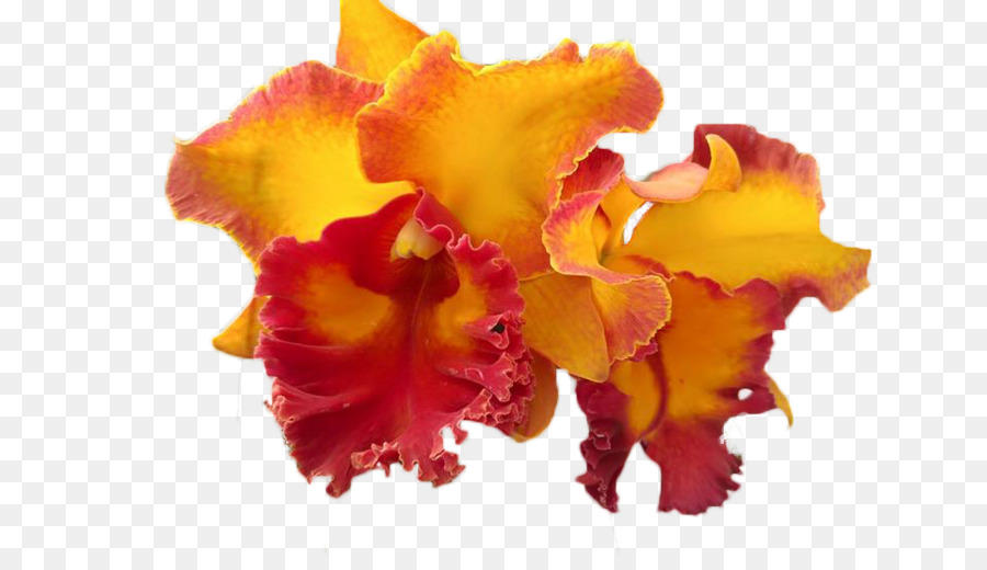 Orquídeas Cattleya，Traça Orquídeas PNG