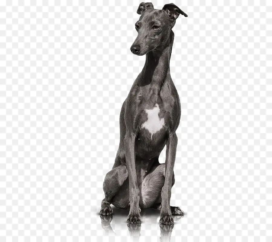 Italian Greyhound，Greyhound PNG