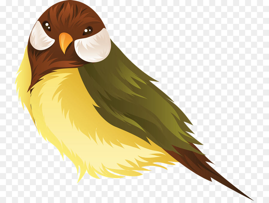 Papagaio，Lovebird PNG