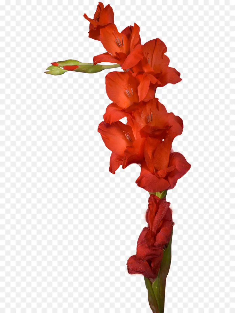 Gladiolus，Flores De Corte PNG