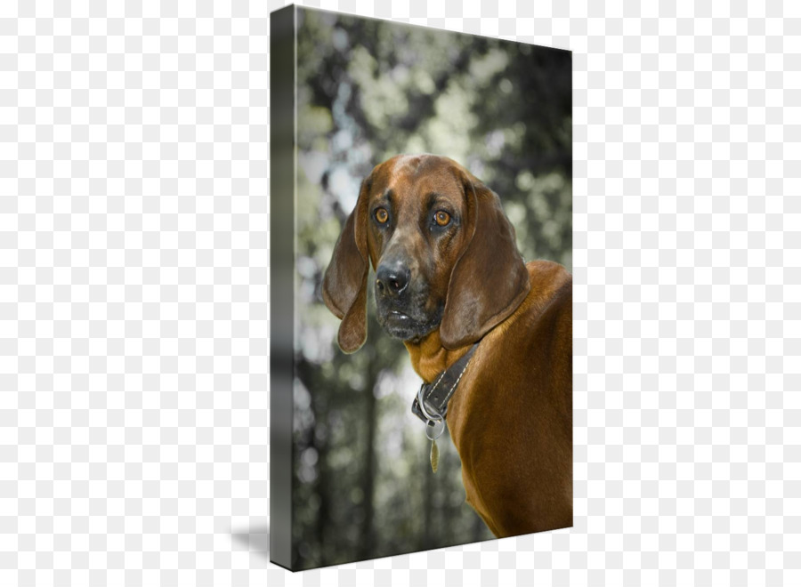 Plott Hound，Preto E Tan Coonhound PNG