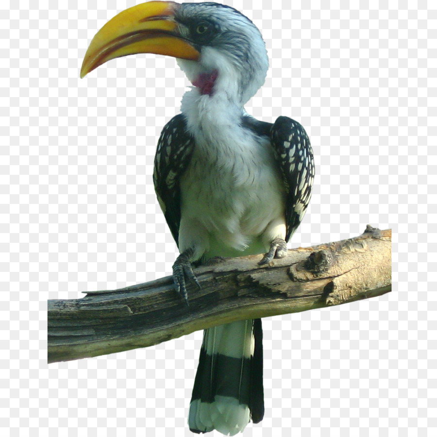 Aves，Tucano PNG