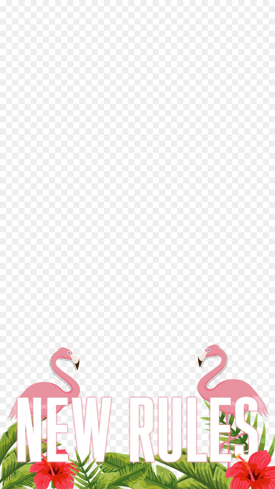 Novas Regras，Flamingos PNG