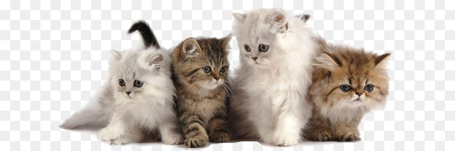 Gatinhos，Bonitinho PNG