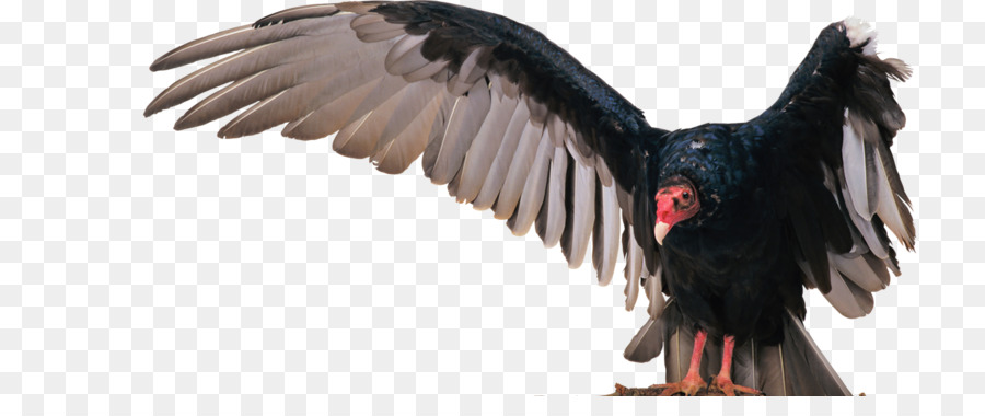 Urubu，Aves PNG