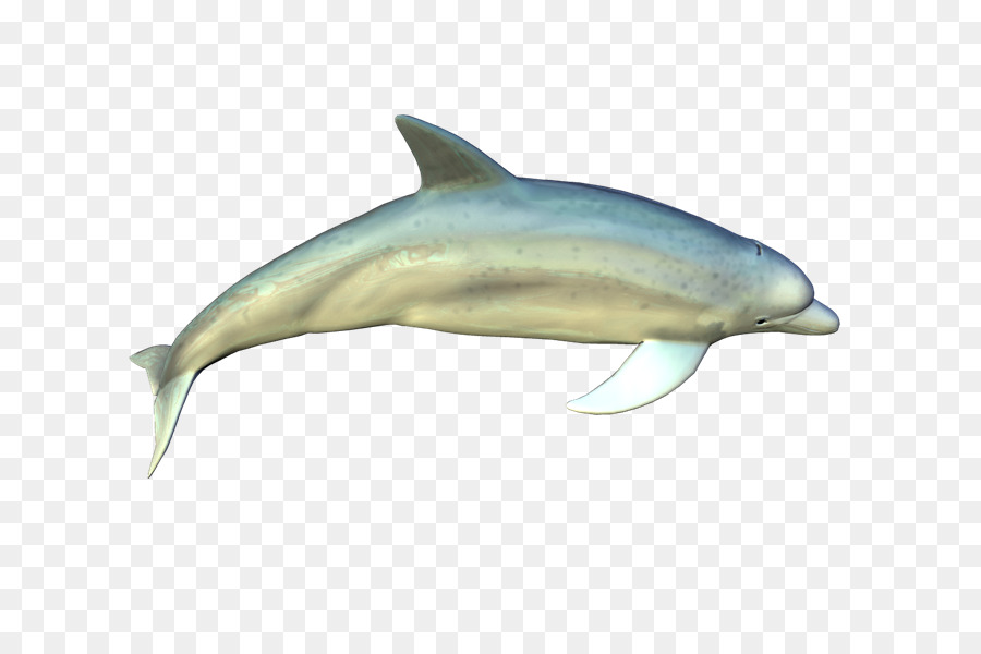 Golfinho De Girador，Golfinho Comum De Bico Curto PNG