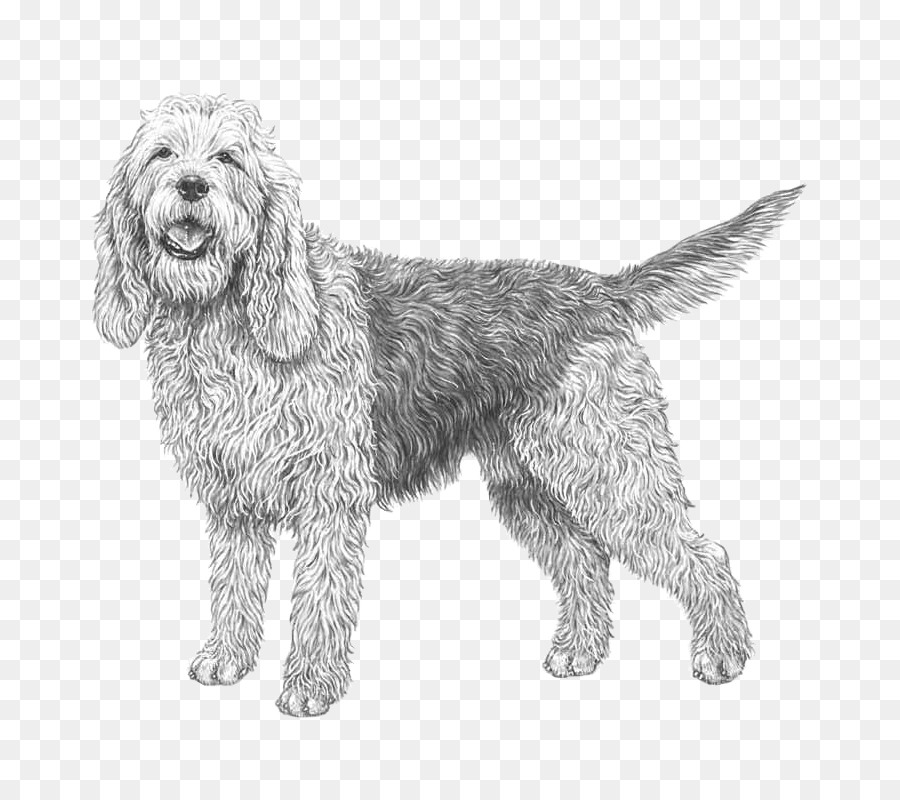 Wirehaired Apontando Grifo，Otterhound PNG