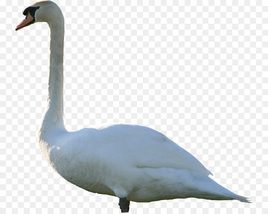 Cisne，Pássaro PNG