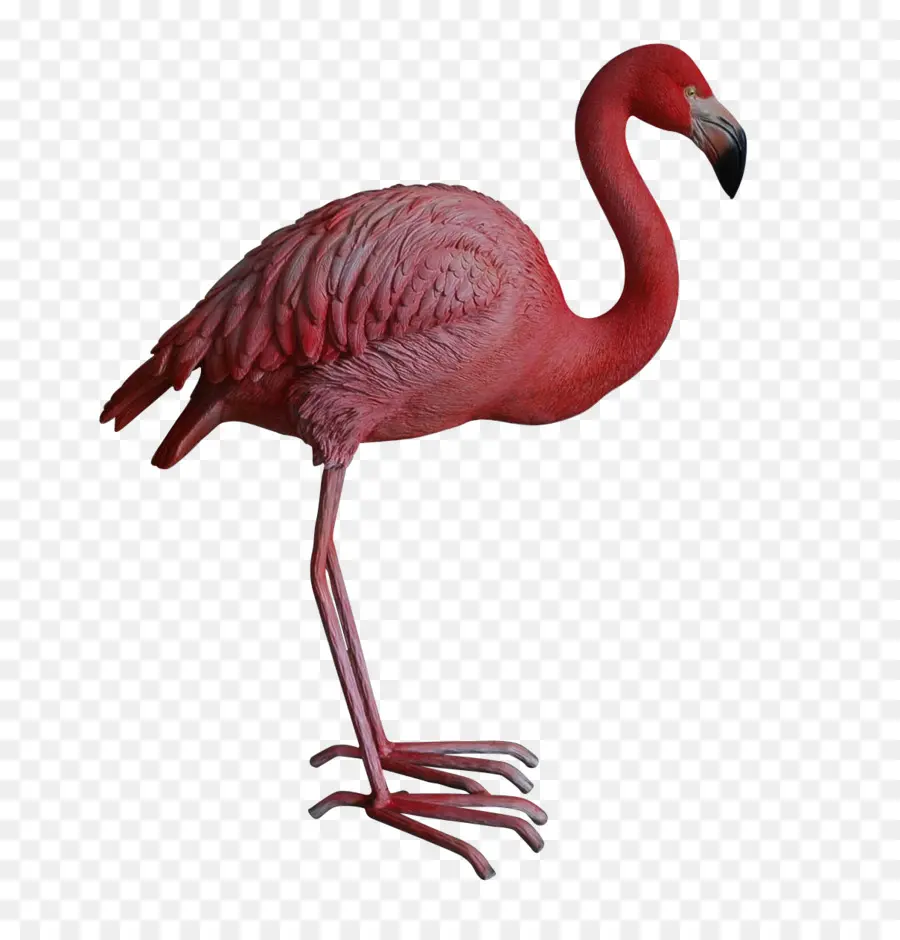 Flamingo，Pássaro PNG