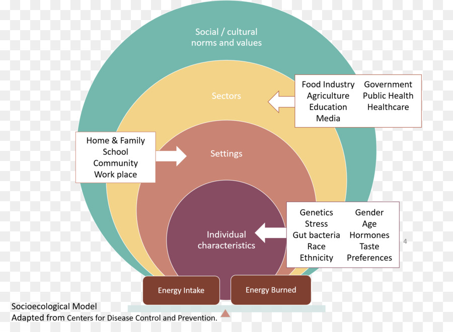 Saúde，Social Modelo Ecológico PNG