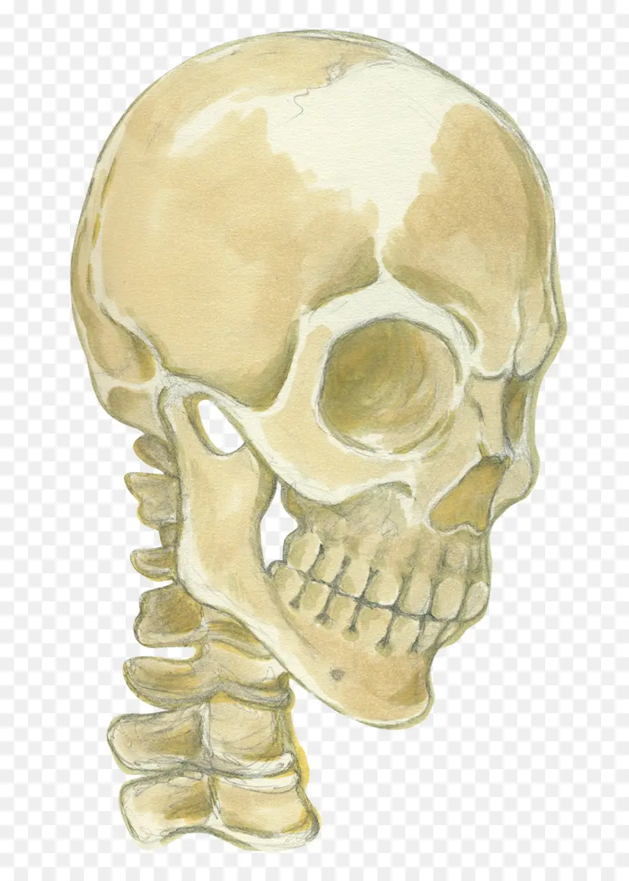 Mandíbula，Esqueleto PNG