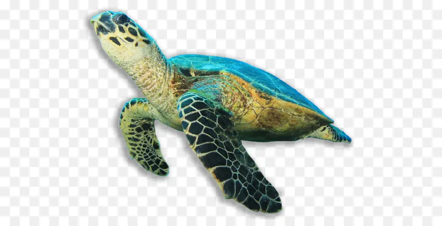 Turtle，Tartaruga De Pente PNG