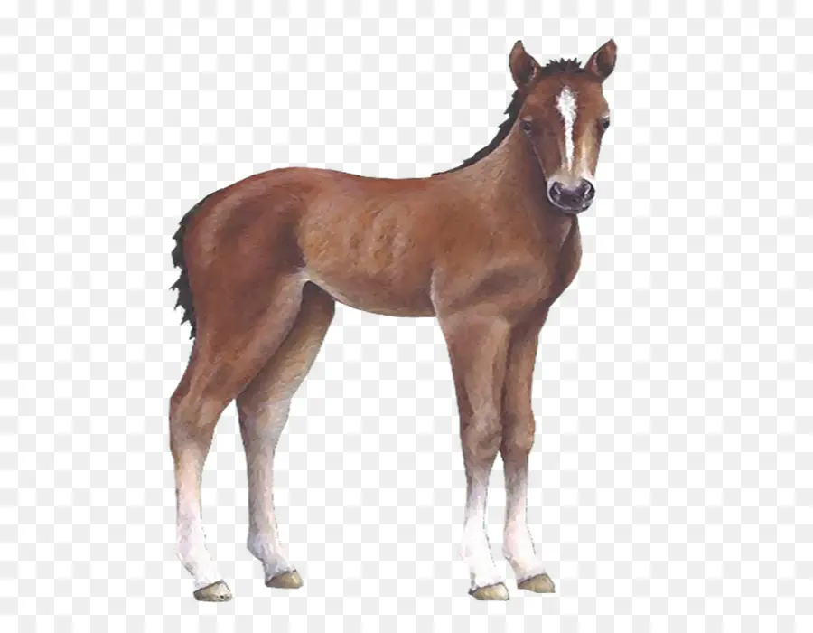 Cavalo，Potro PNG