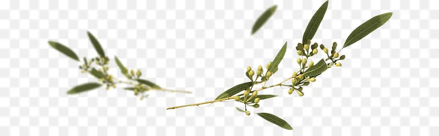 Eucalyptus Gunnii，Eucalipto Caesia PNG
