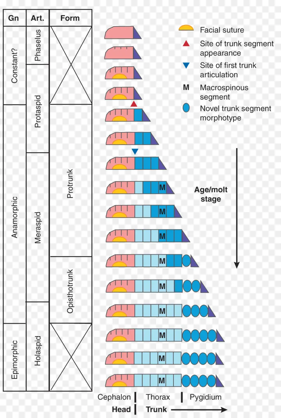 Diagrama De Estágios De Crescimento De Trilobita，Trilobita PNG