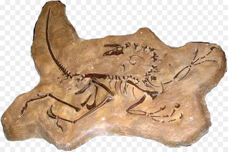 Dromaeosaurus，Do Final Do Cretáceo PNG