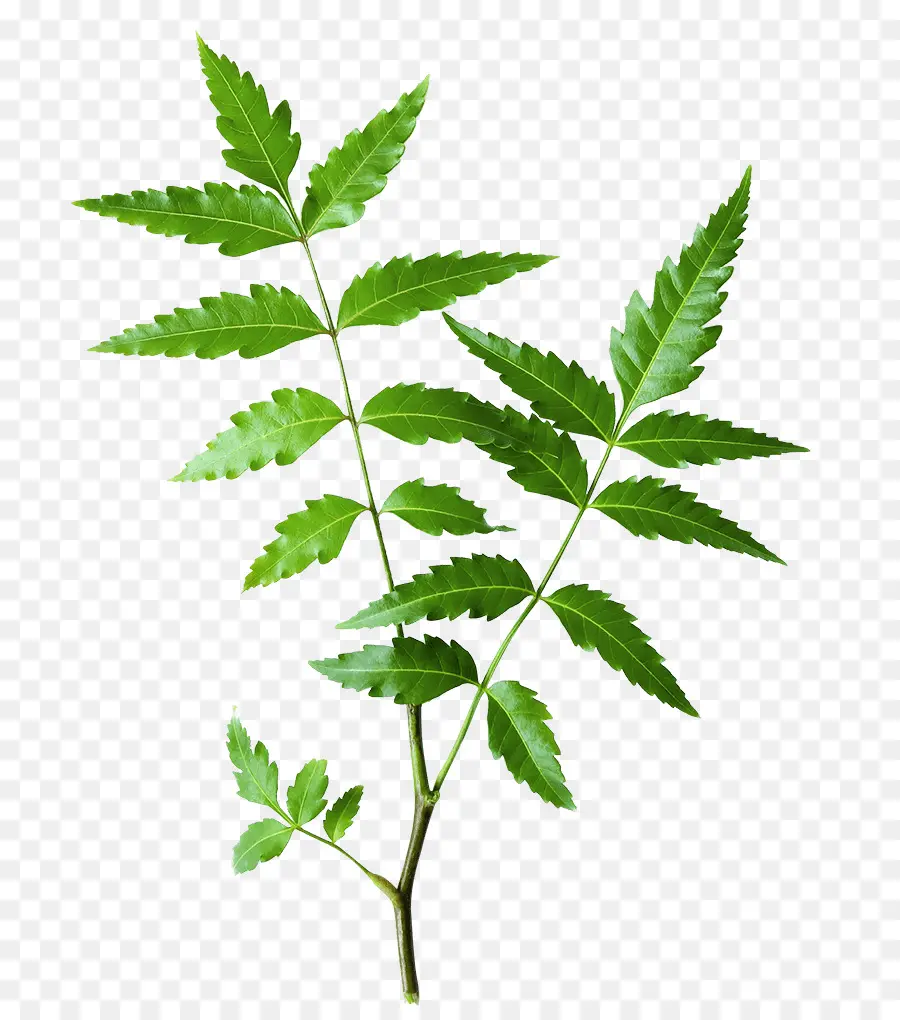 árvore De Neem，Himalaya Droga Empresa PNG