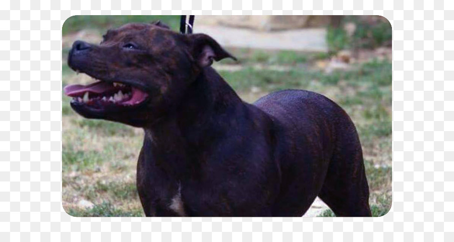 Raça Do Cão，Staffordshire Bull Terrier PNG