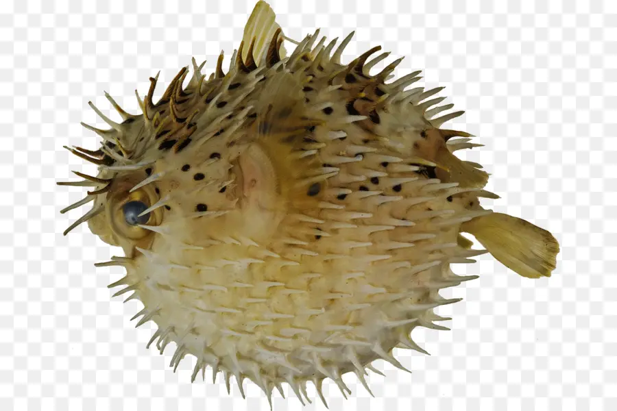 Baiacus，Longspine Porcupinefish PNG