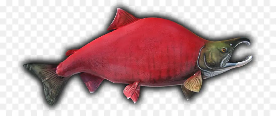 Peixe，Salmão Sockeye PNG