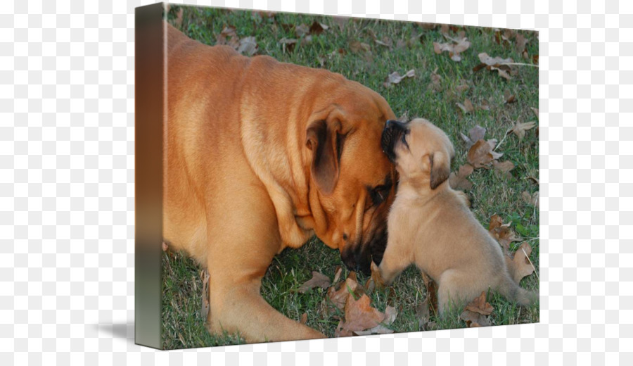 Brinquedo Bulldog，Dorset Olde Tyme Bulldogge PNG