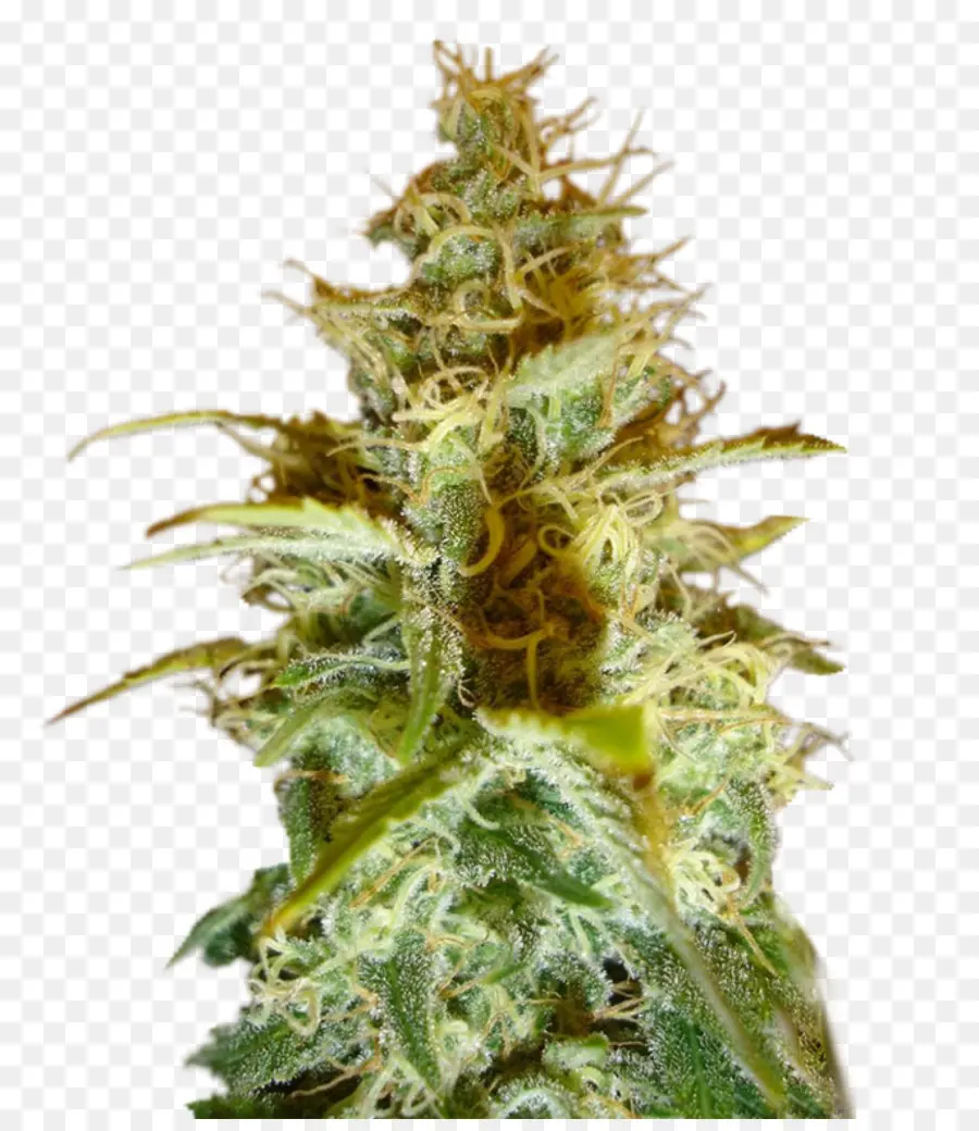 Cannabis，Cannabis Cup PNG