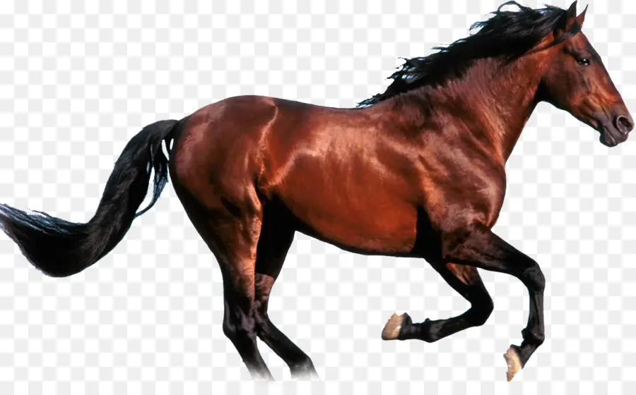 Cavalo Preto，Correndo PNG