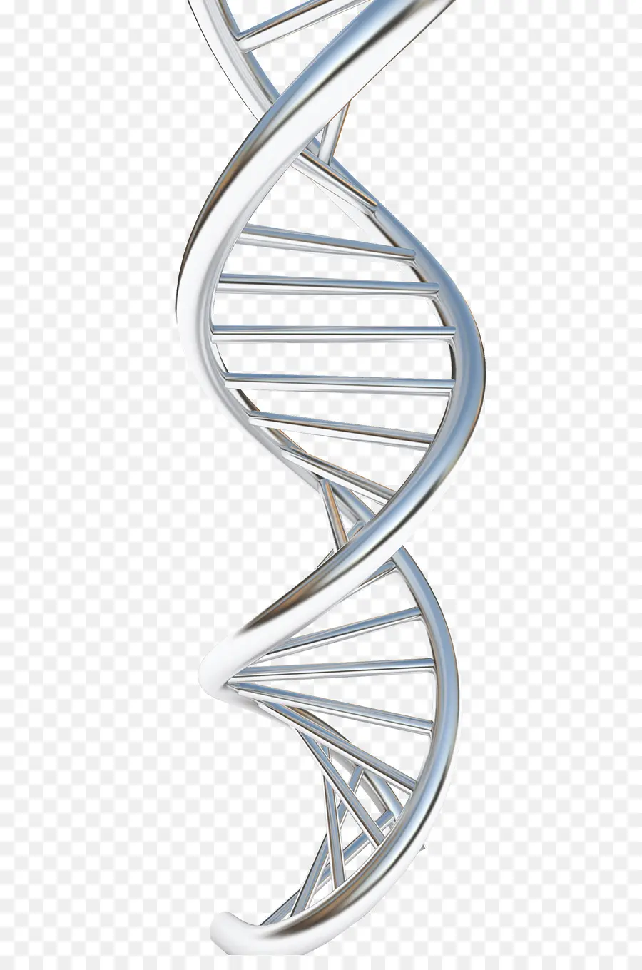 ácido Nucleico Estrutura，Dna PNG