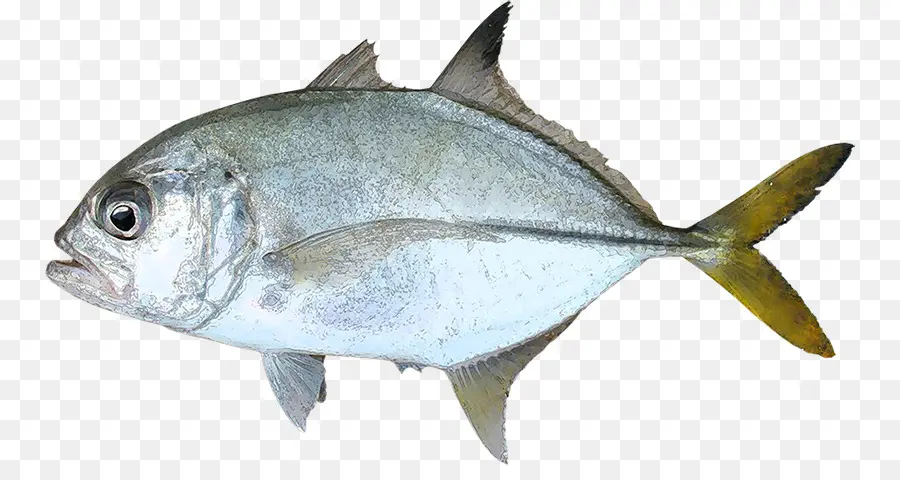 Peixe，Mar PNG