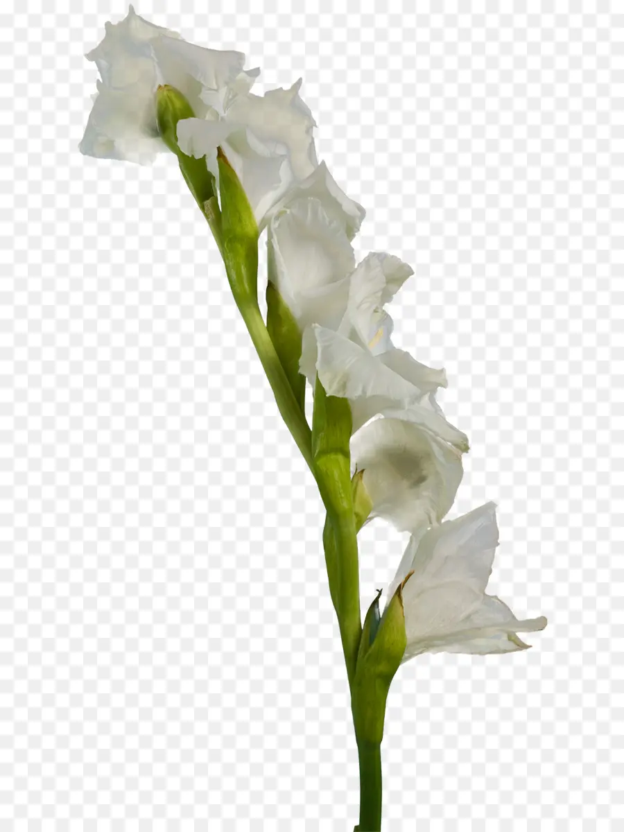 Gladiolus，Branco PNG