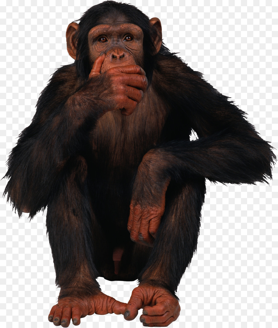 Macaco do chimpanzé os desenhos animados maus do macaco, macaco, mamífero,  animais png