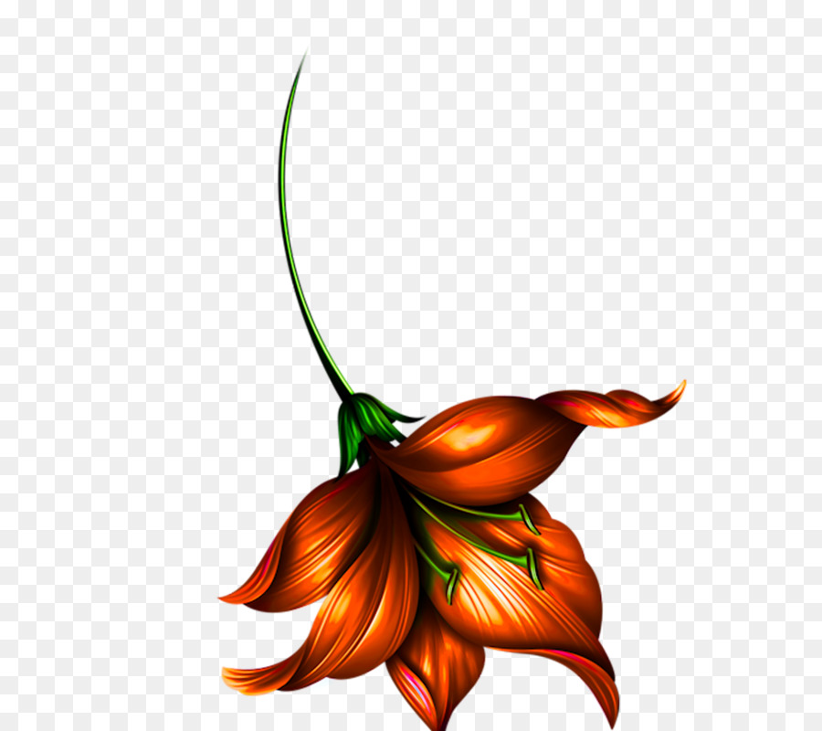 Flor Laranjeira，Florescer PNG