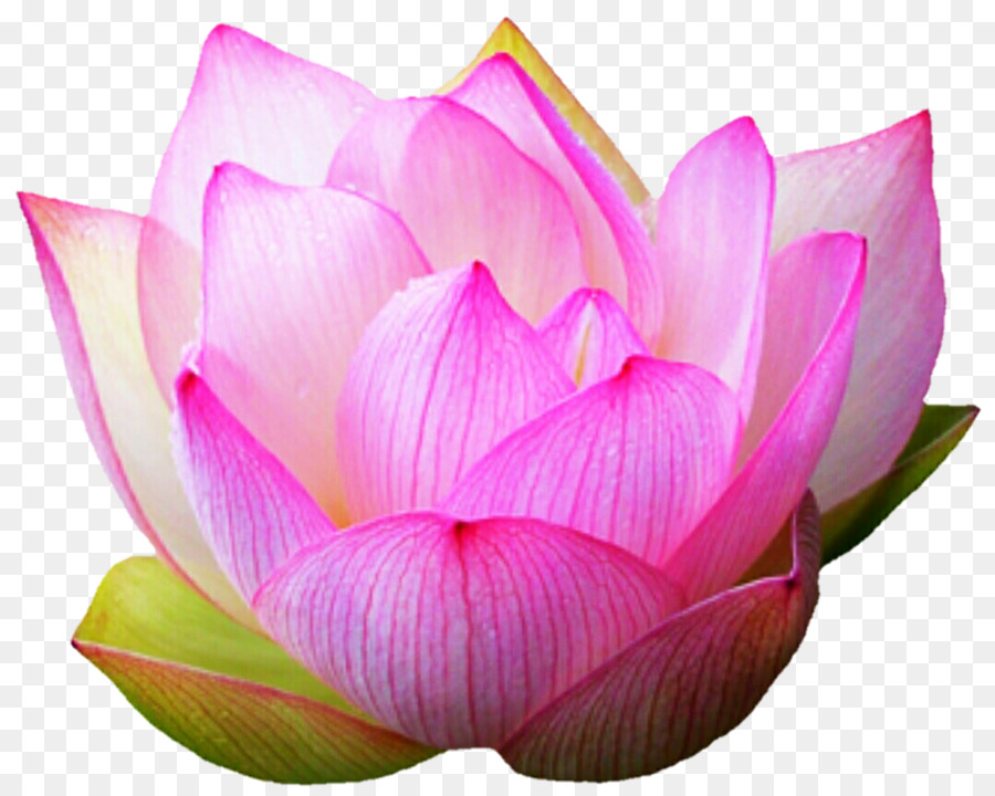 Lótus Rosa，Florescer PNG