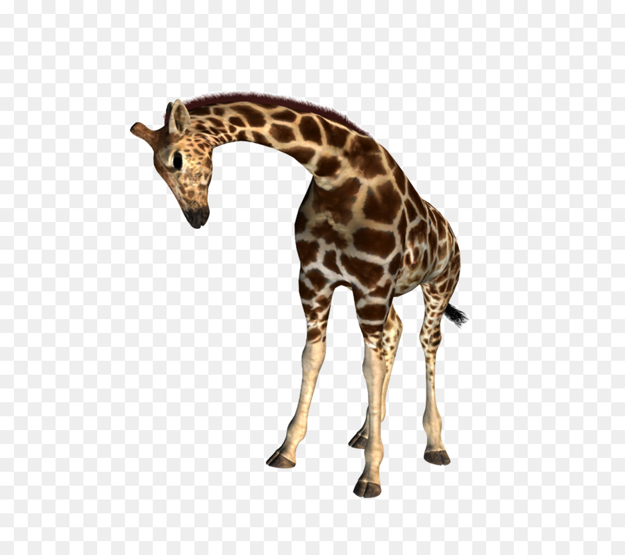 Norte Girafa，Desenho PNG
