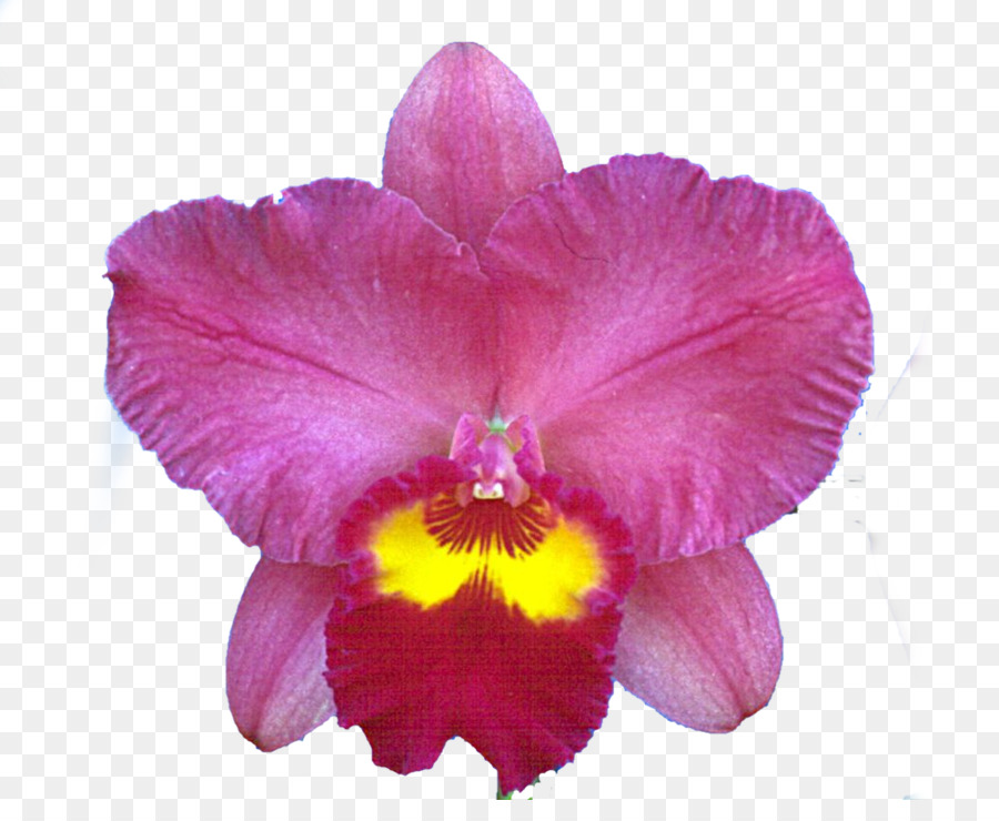 Natal Orquídea，Crimson Cattleya PNG