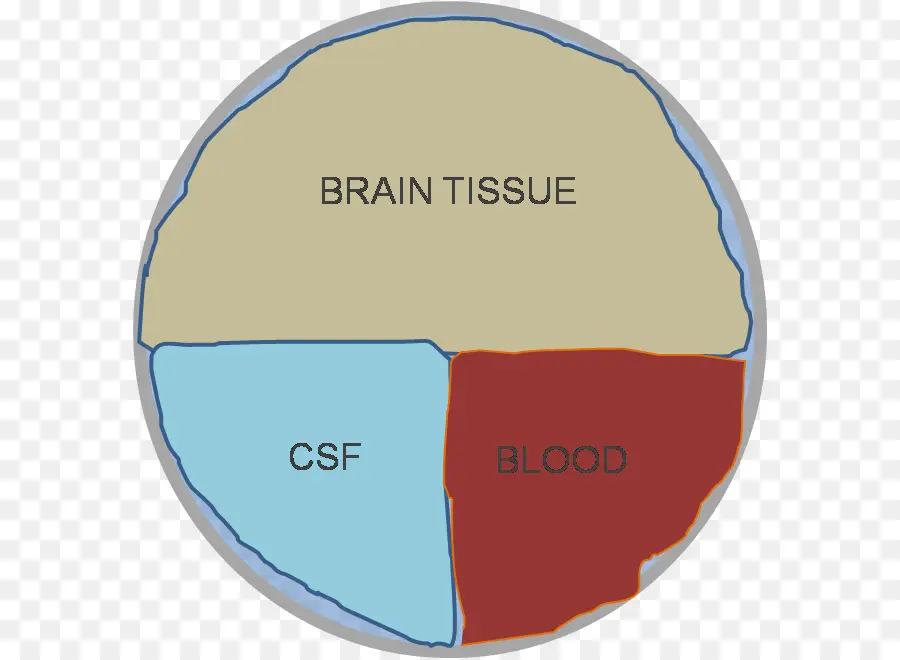 Diagrama De Tecido Cerebral，Cérebro PNG