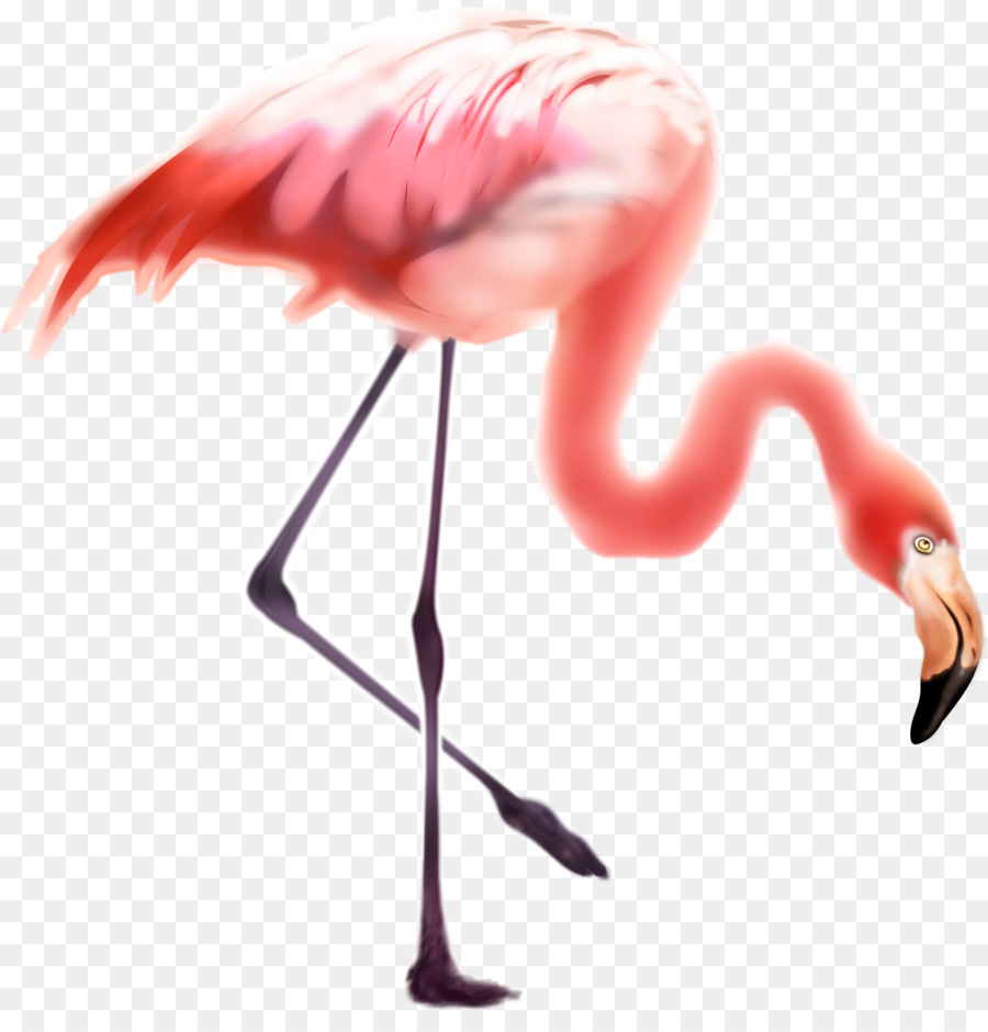 Aves，O Flamingo PNG