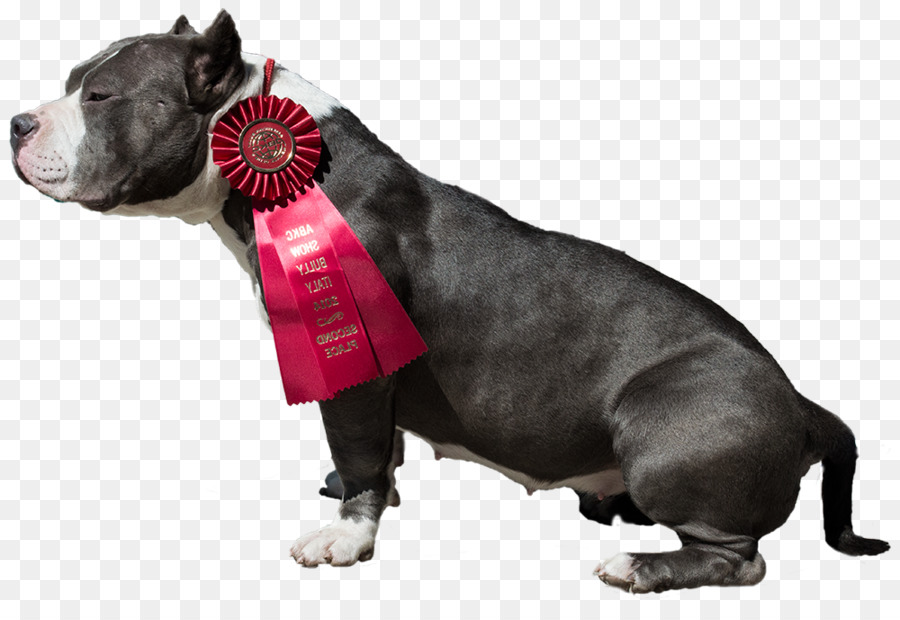 Raça Do Cão，American Pit Bull Terrier PNG