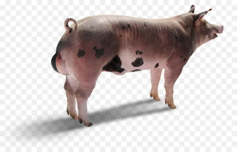 Porco，Fazenda PNG