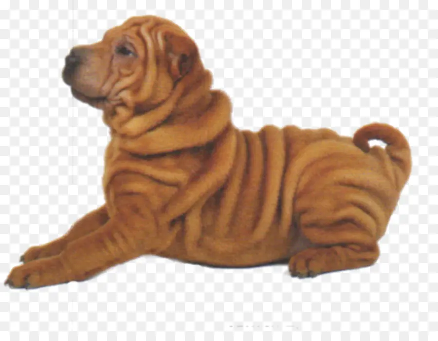 Cachorro Shar Pei，Rugas PNG