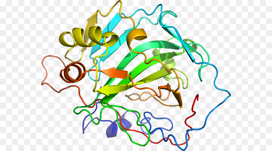 Estrutura Proteica，Biologia PNG