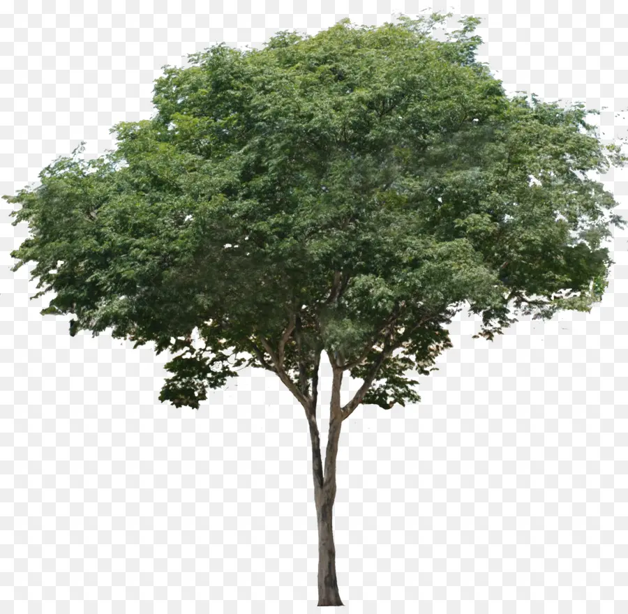 Figueira Comum，árvore PNG
