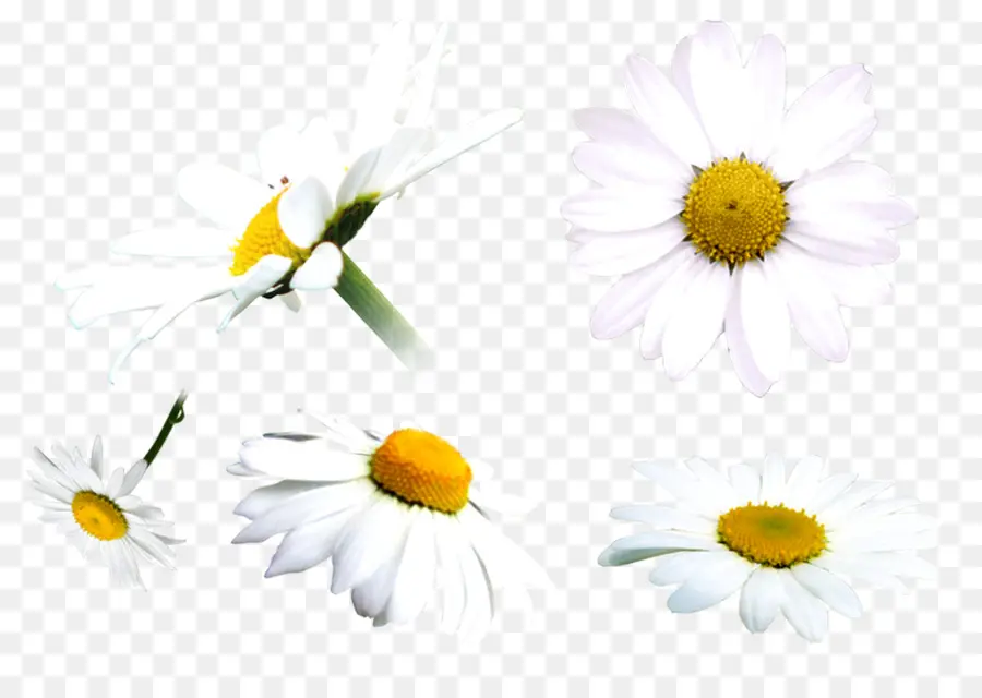 Oxeye Daisy，Camomila PNG